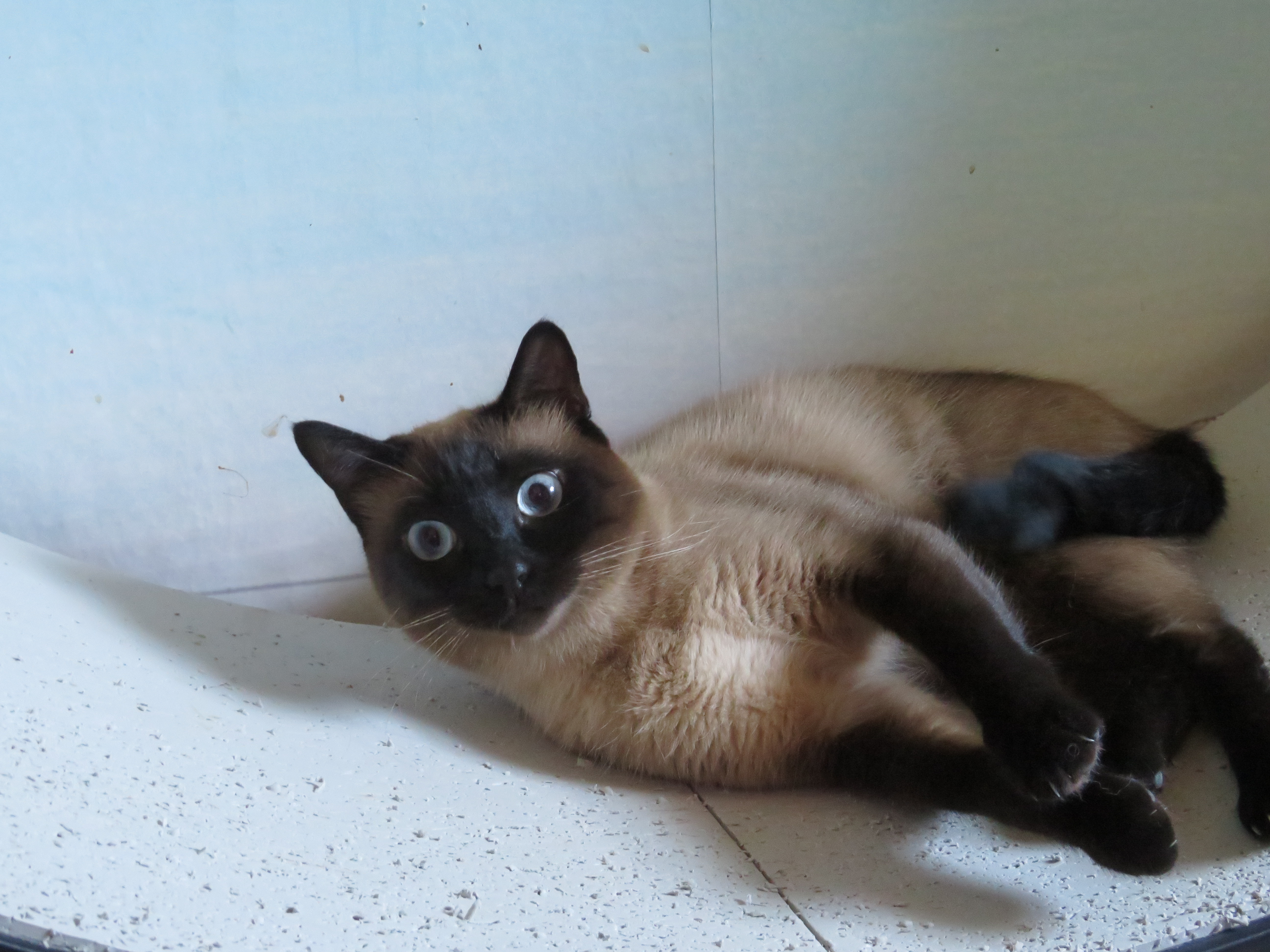 Maisie aus Dillenburg