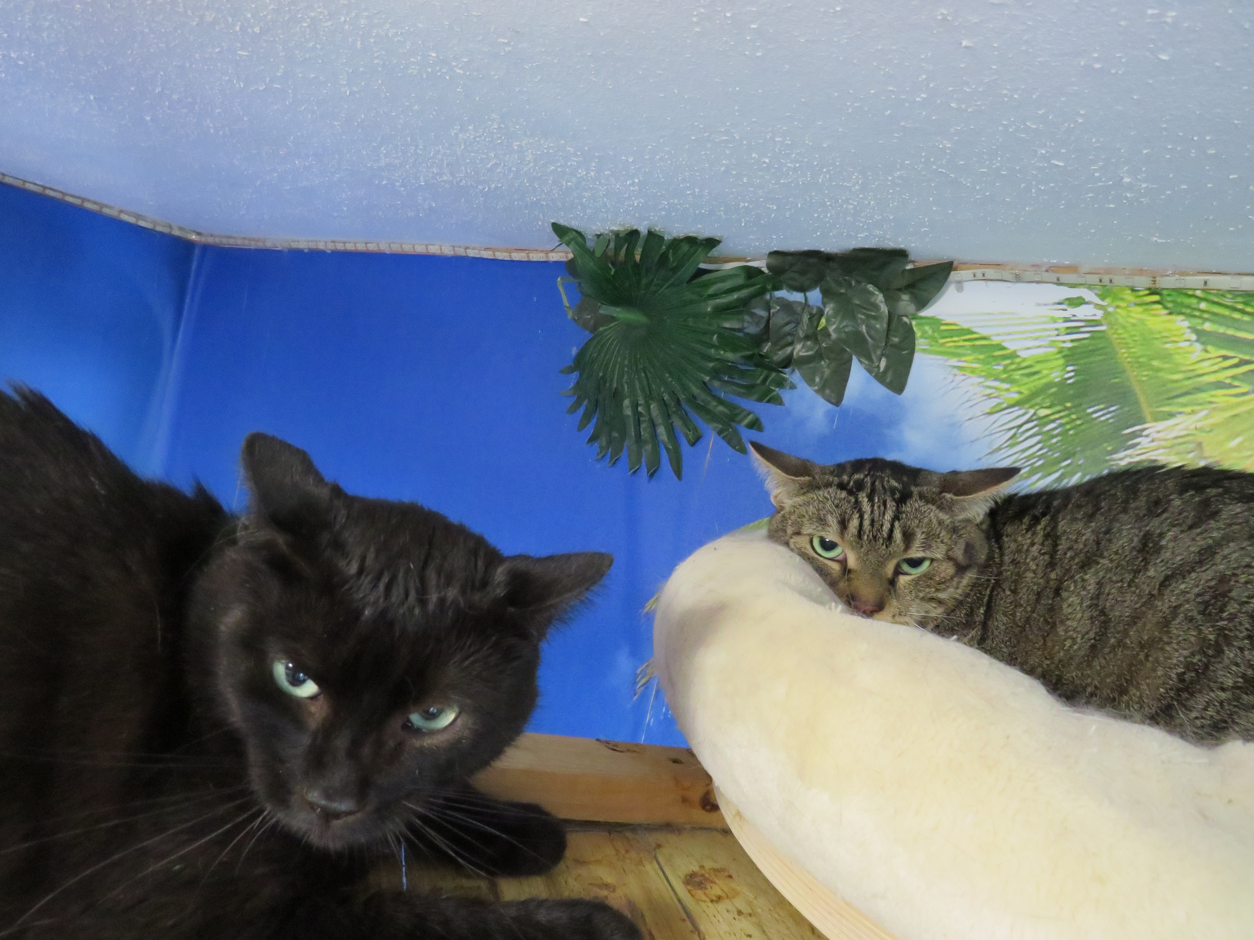 Hades und Zeus aus Breitscheid