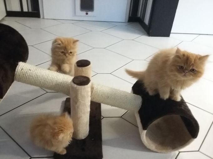 Karlie Kratzwippe Cat Rocket
