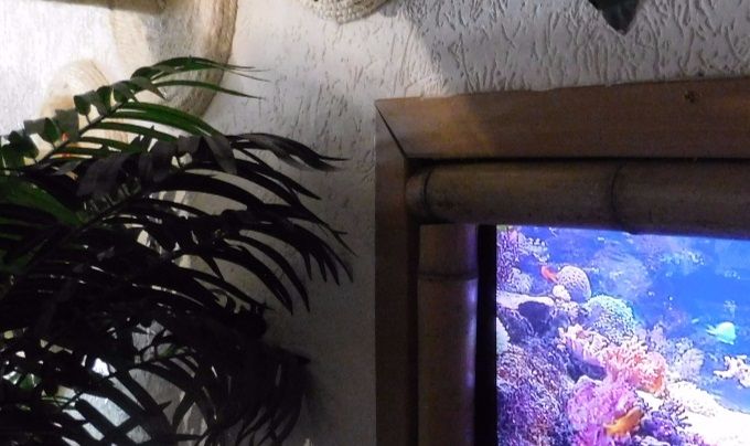 Damit Keine Langeweile aufkommt hat Unser Gemeinschaftsraum nun ein animiertes Meerwasser-Aquarium !