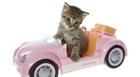 Jetzt neu ...unser Katzenbetreuung Deluxe Mobiler Service